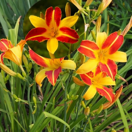 Hemerocallis 'Frans Hals' - Päevaliilia 'Frans Hals' P9/0,55L